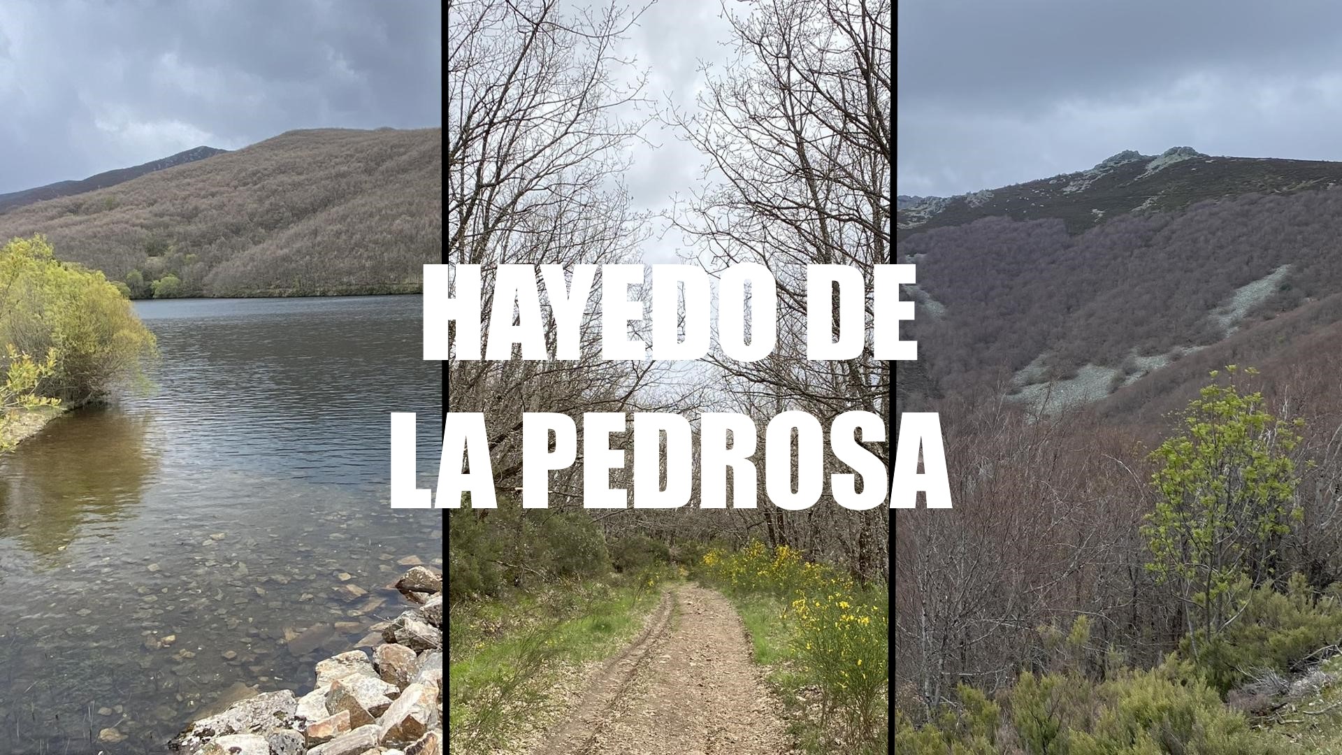 Hayedo de la Pedrosa