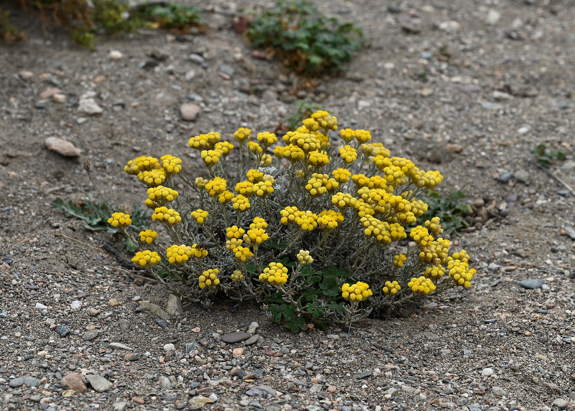 Helichrysum stoechas