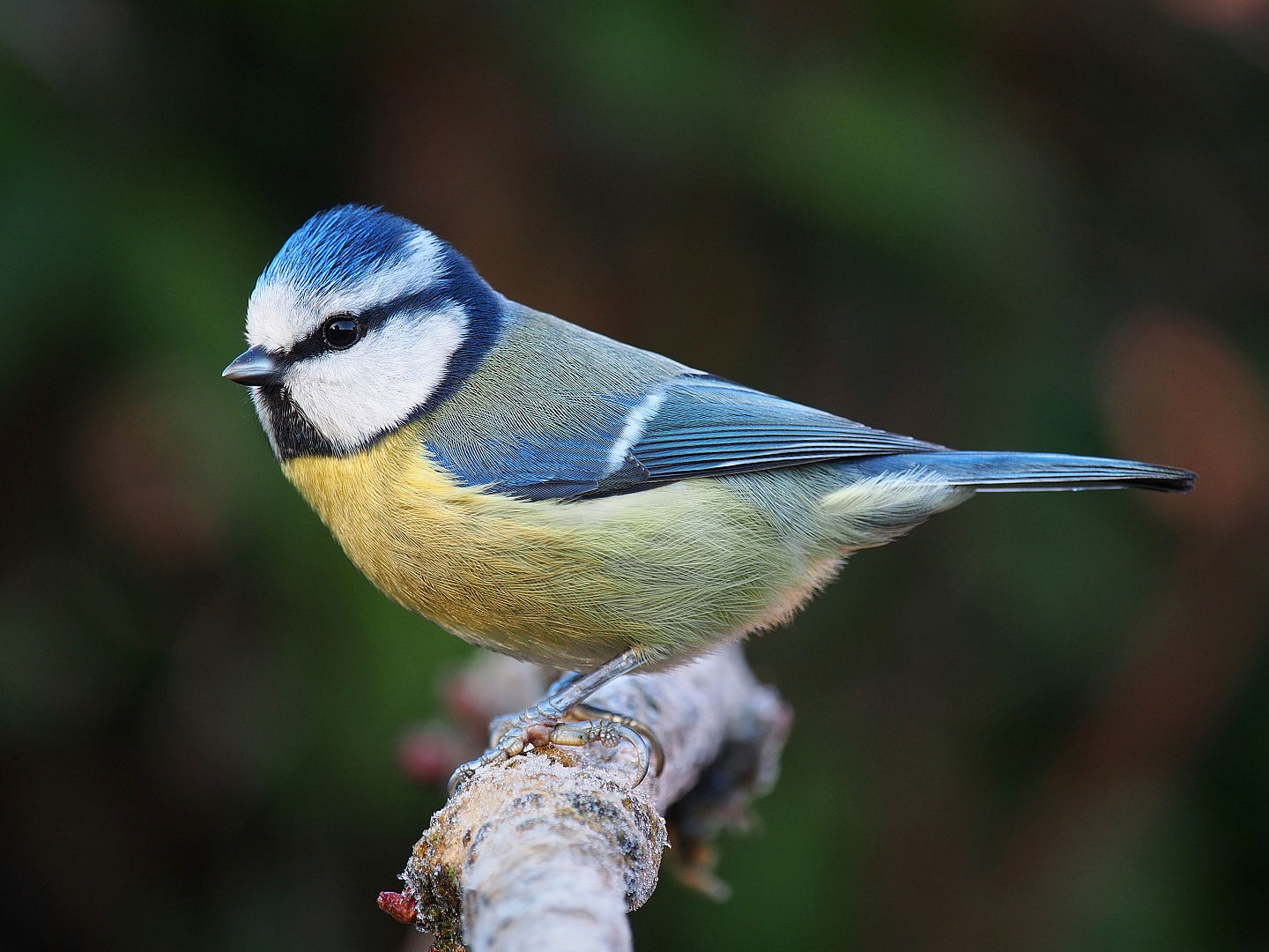 Herrerillo Común (Parus caeruleus)