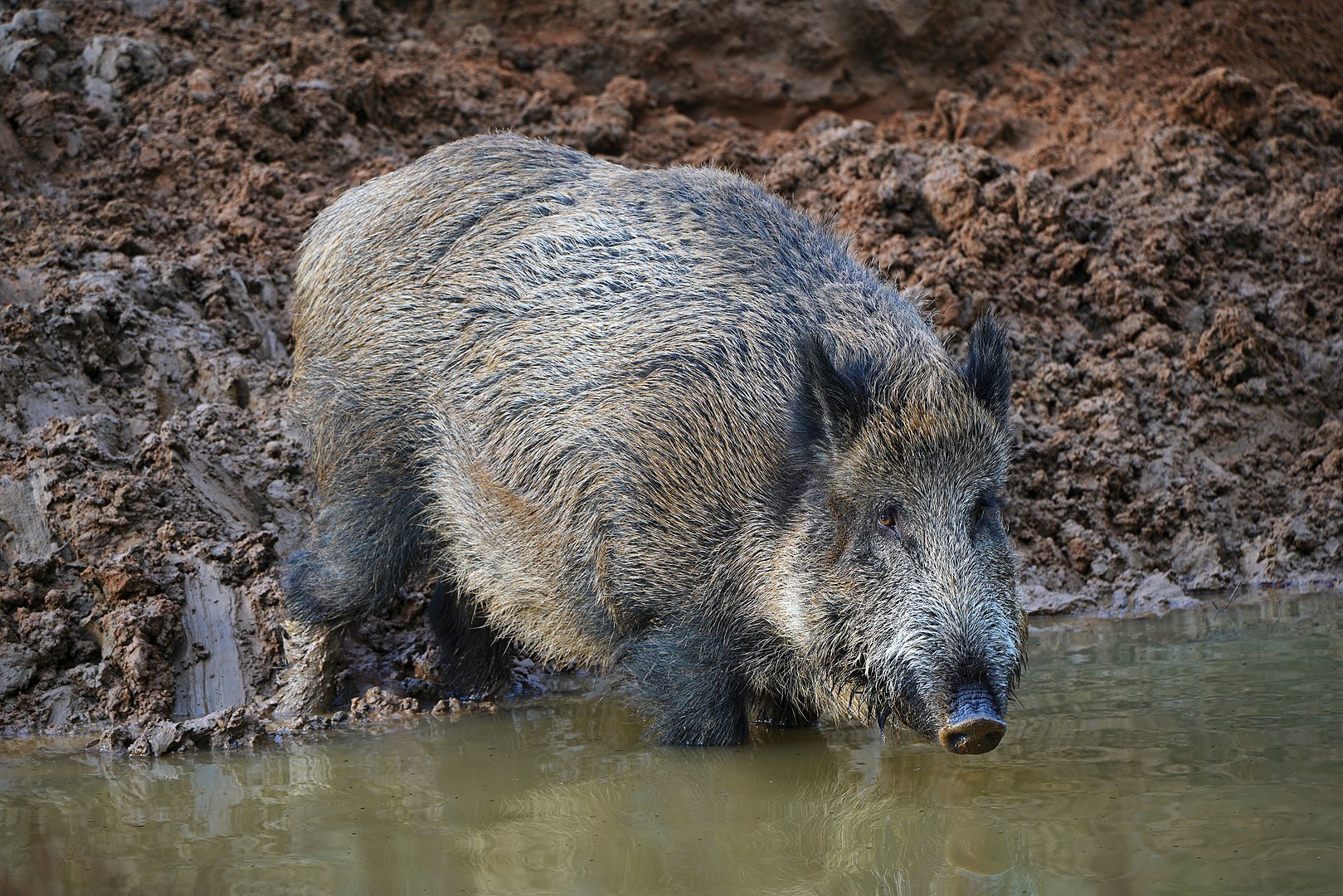 Jabalí (Sus scrofa)