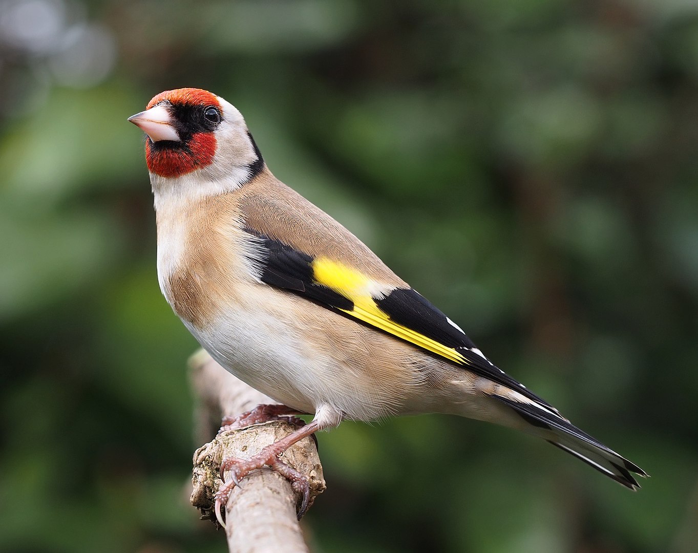 Jilguero (Carduelis carduelis)