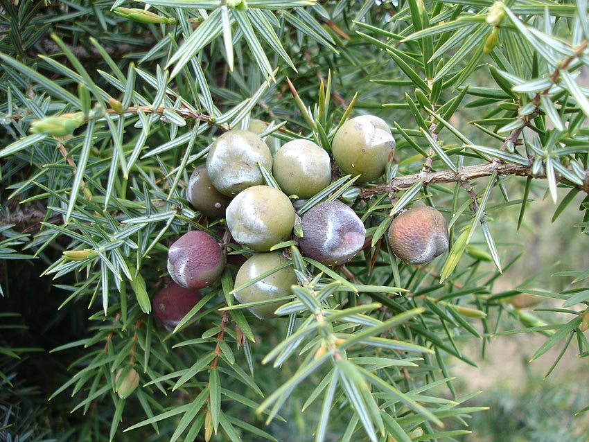 Juniperus oxycedrus