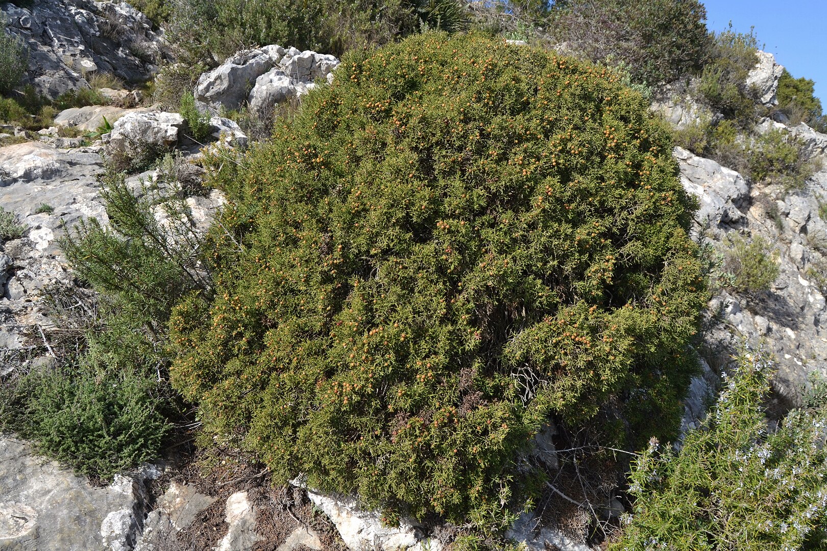 Juniperus phoenicea