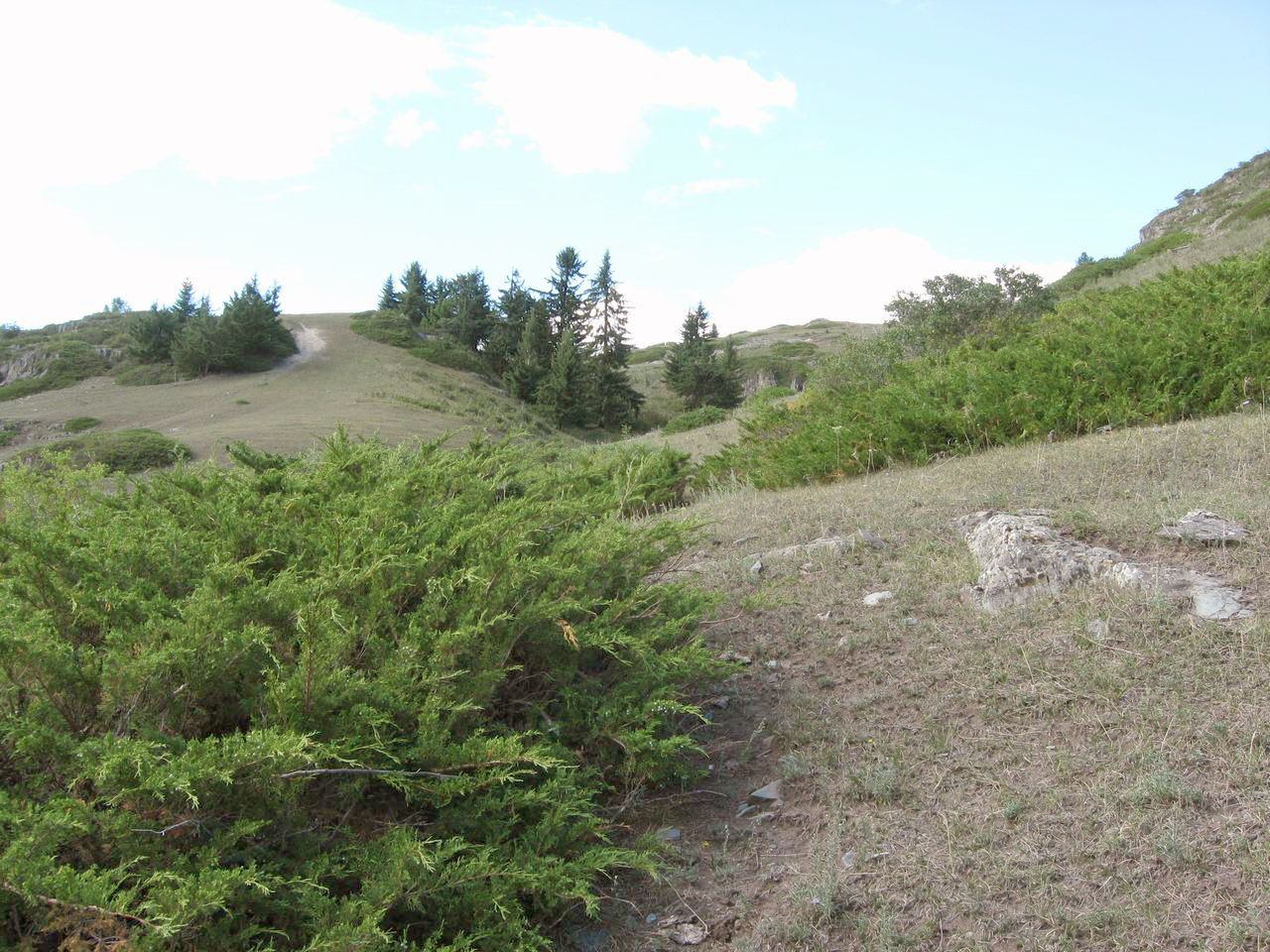 Juniperus sabina
