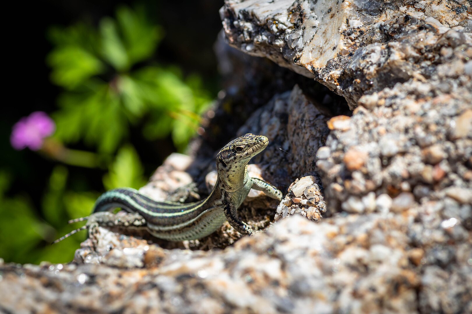 Lagartija Cenicienta (Psammodromus hispanicus)