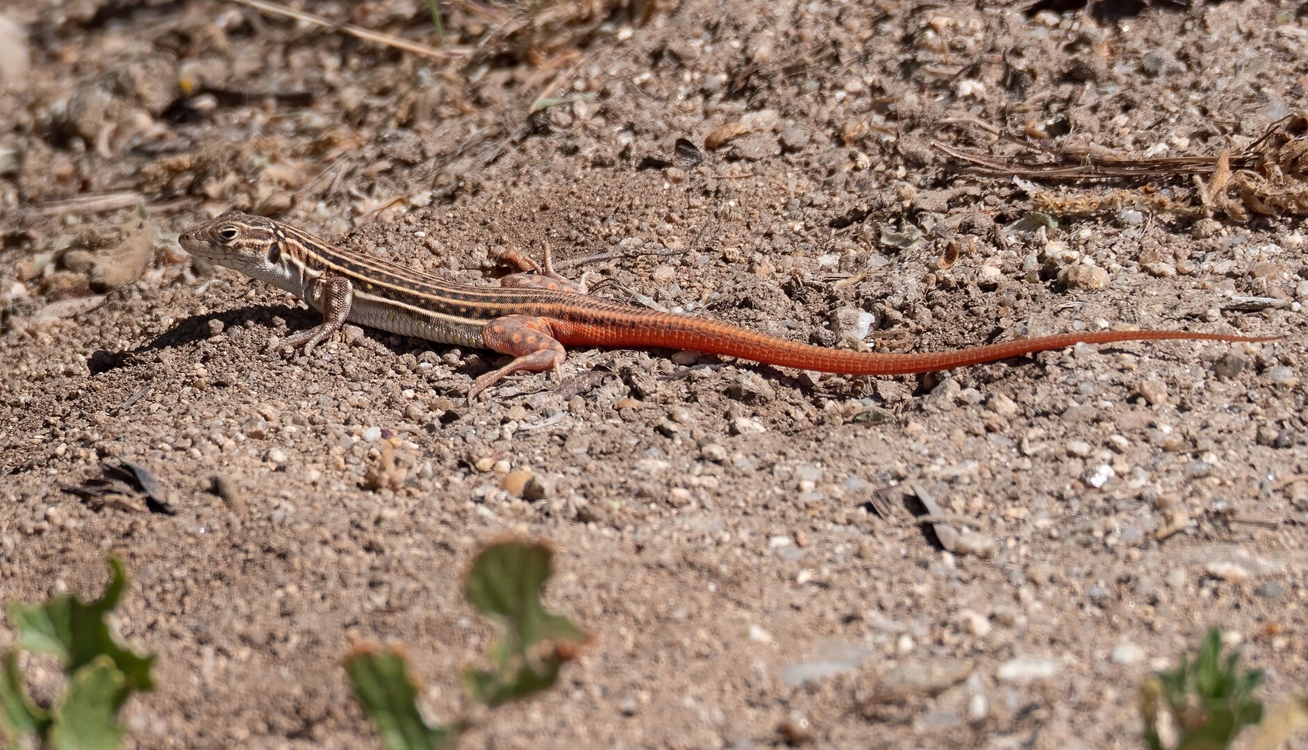 Lagartija Colirroja (Acanthodactylus erythrurus)