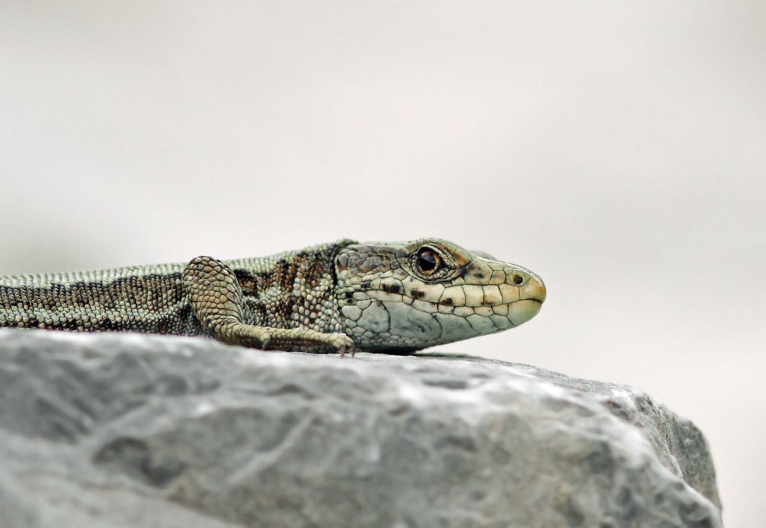 Lagartija Pirenaica (Iberolacerta bonnali)