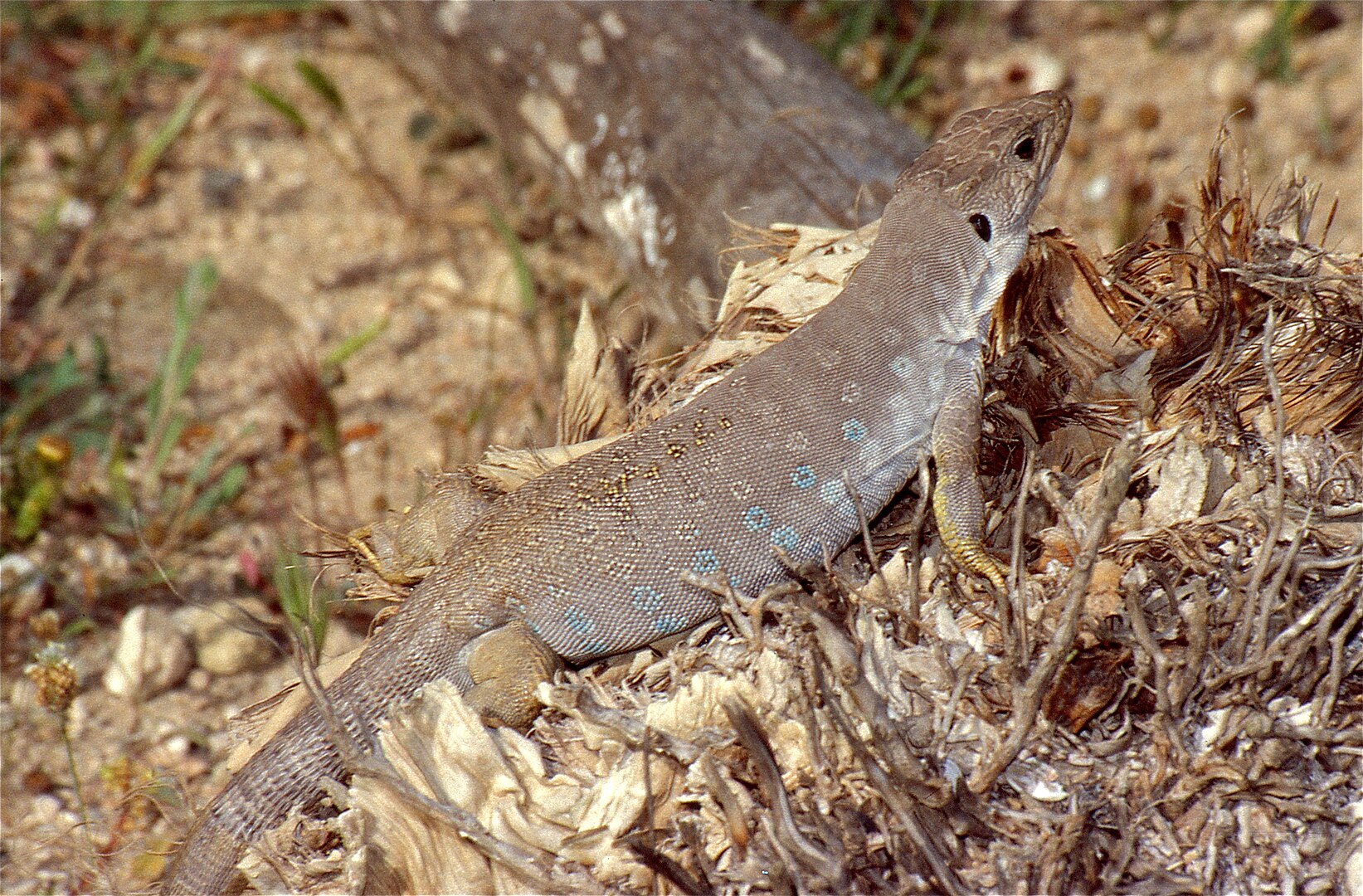 Lagarto Bético (Timon nevadensis)