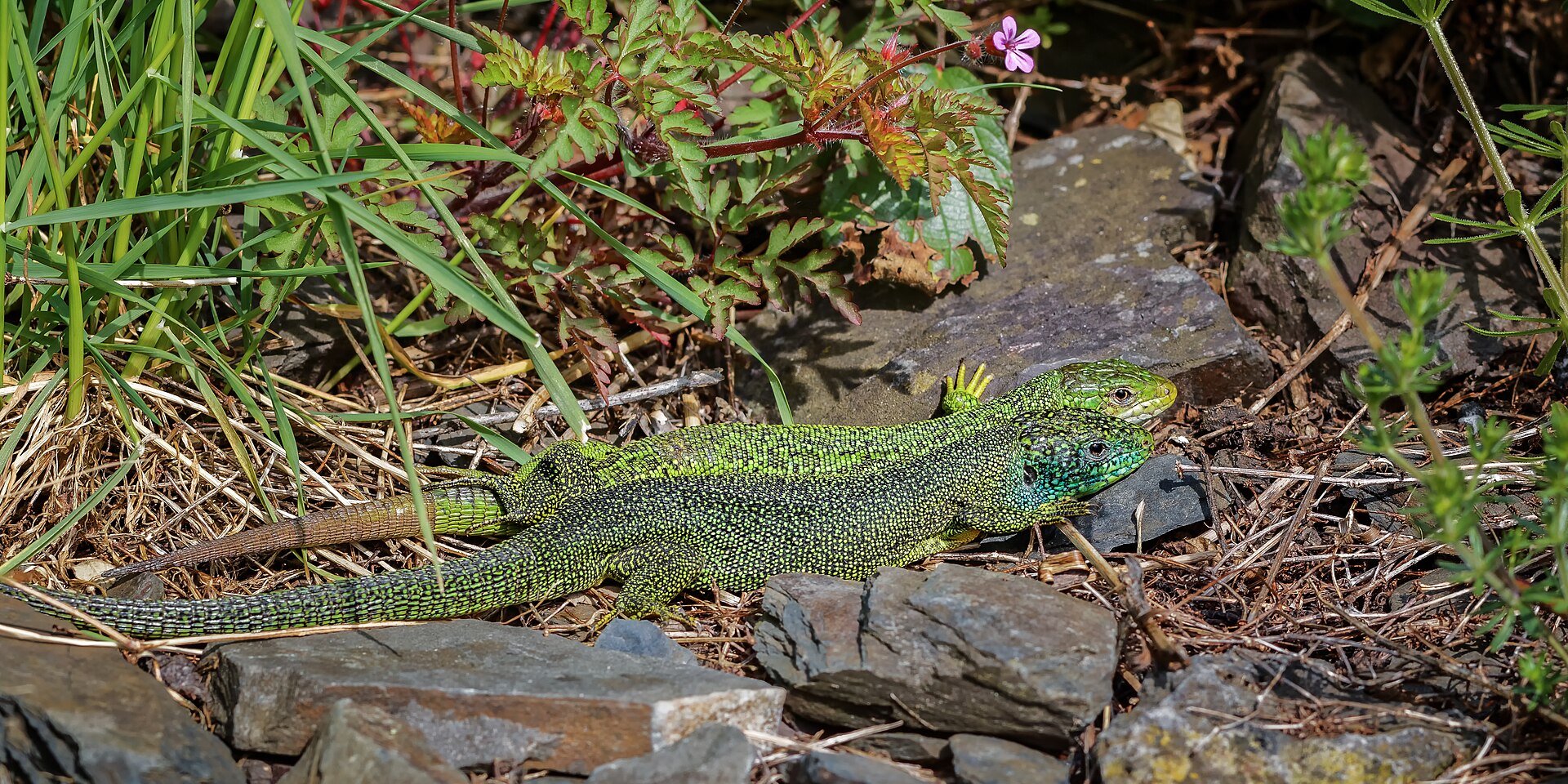 Lagarto Verde Occidental (Lacerta bilineata)