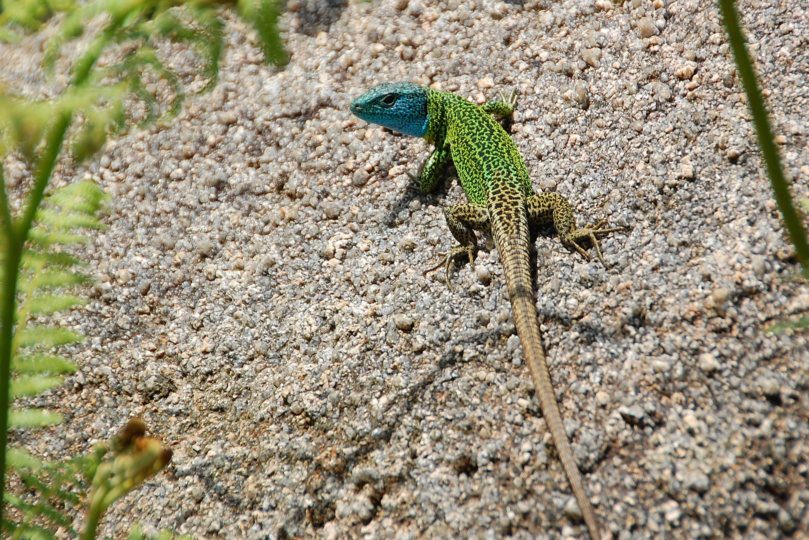 Lagarto Verdinegro (Lacerta schreiberi)