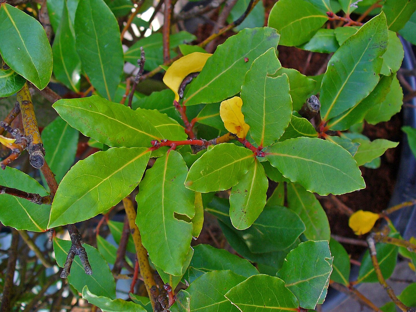 Laurus nobilis