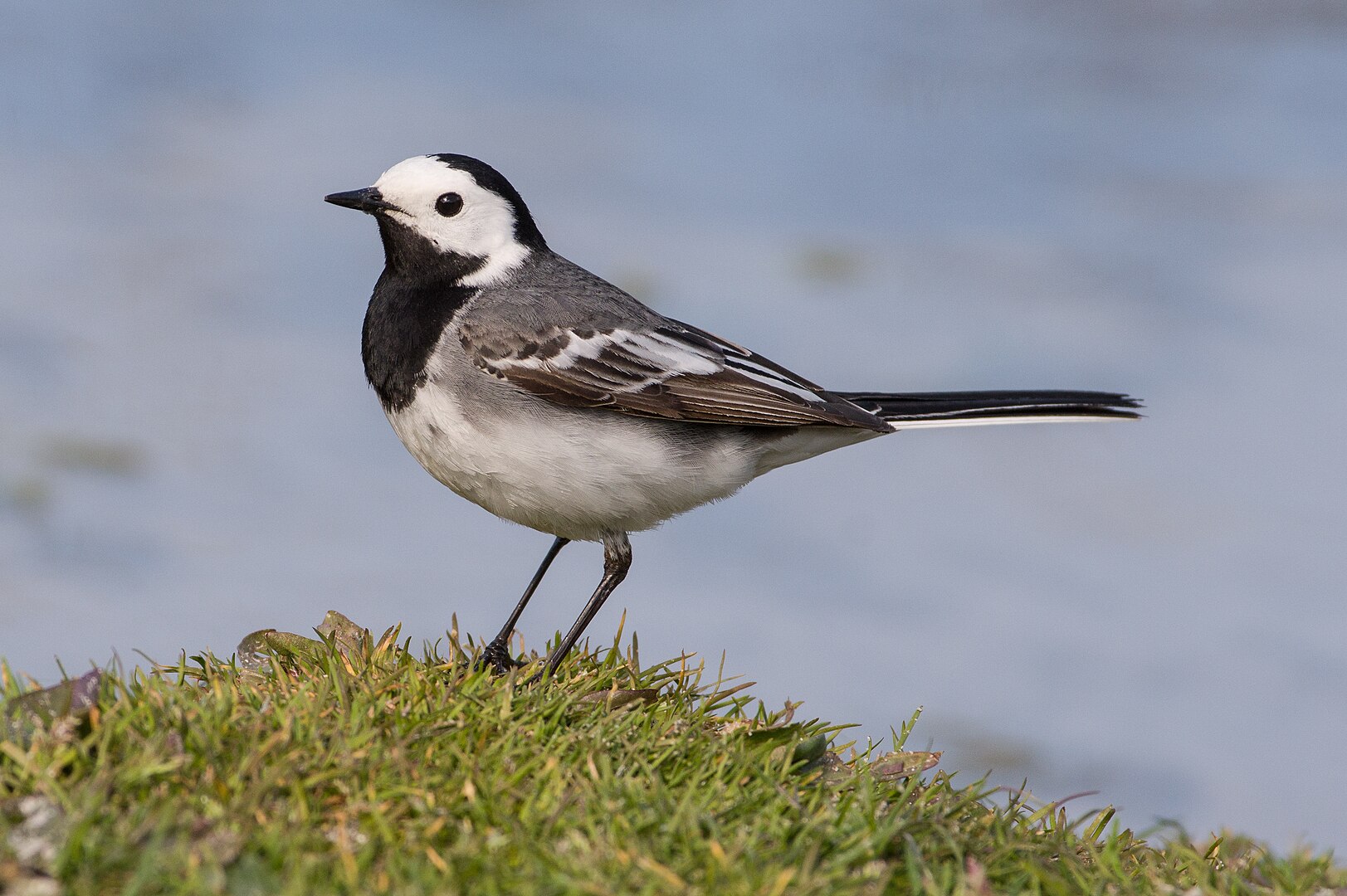 Lavandera Blanca (Motacilla alba)