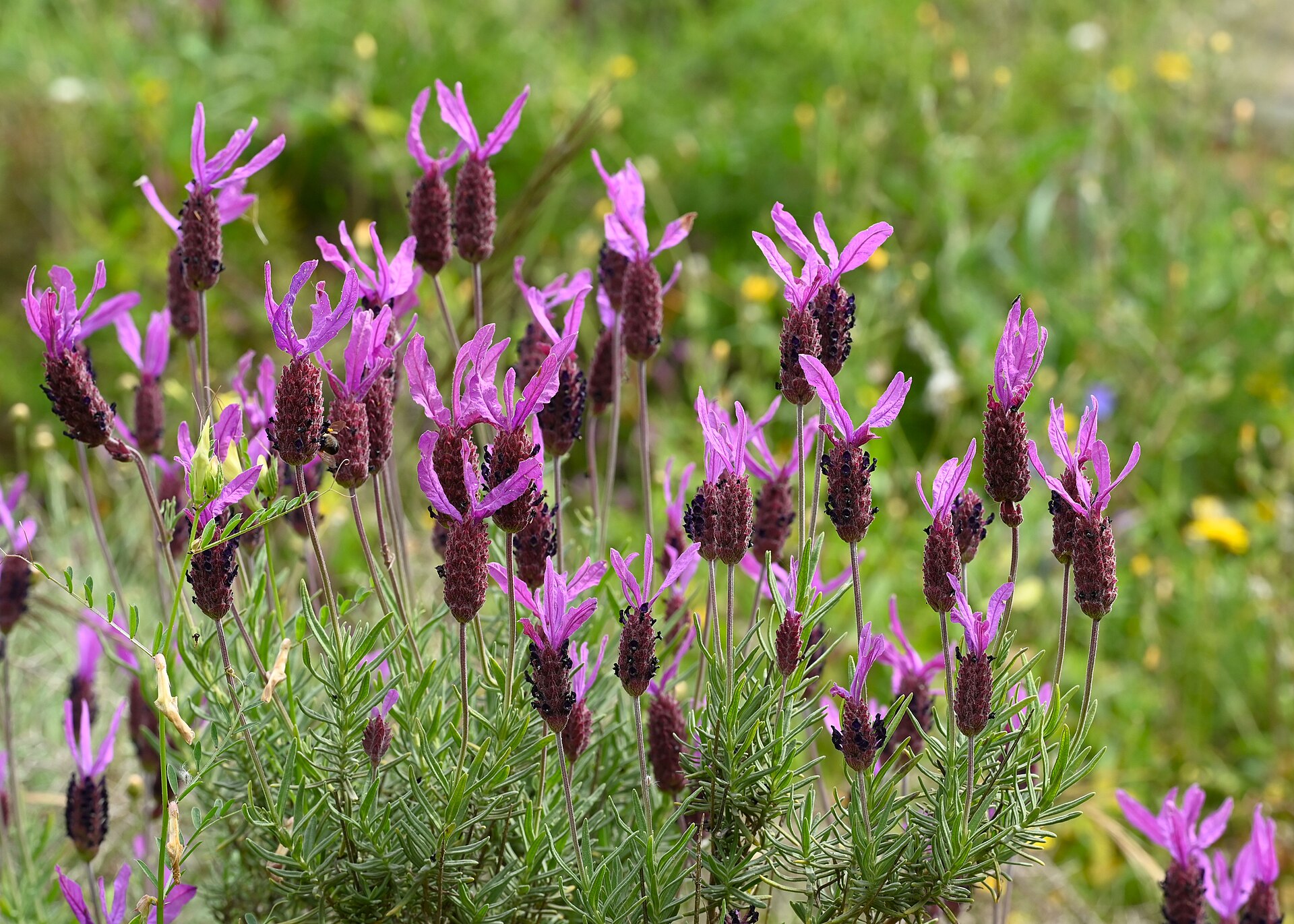 Lavandula pedunculata