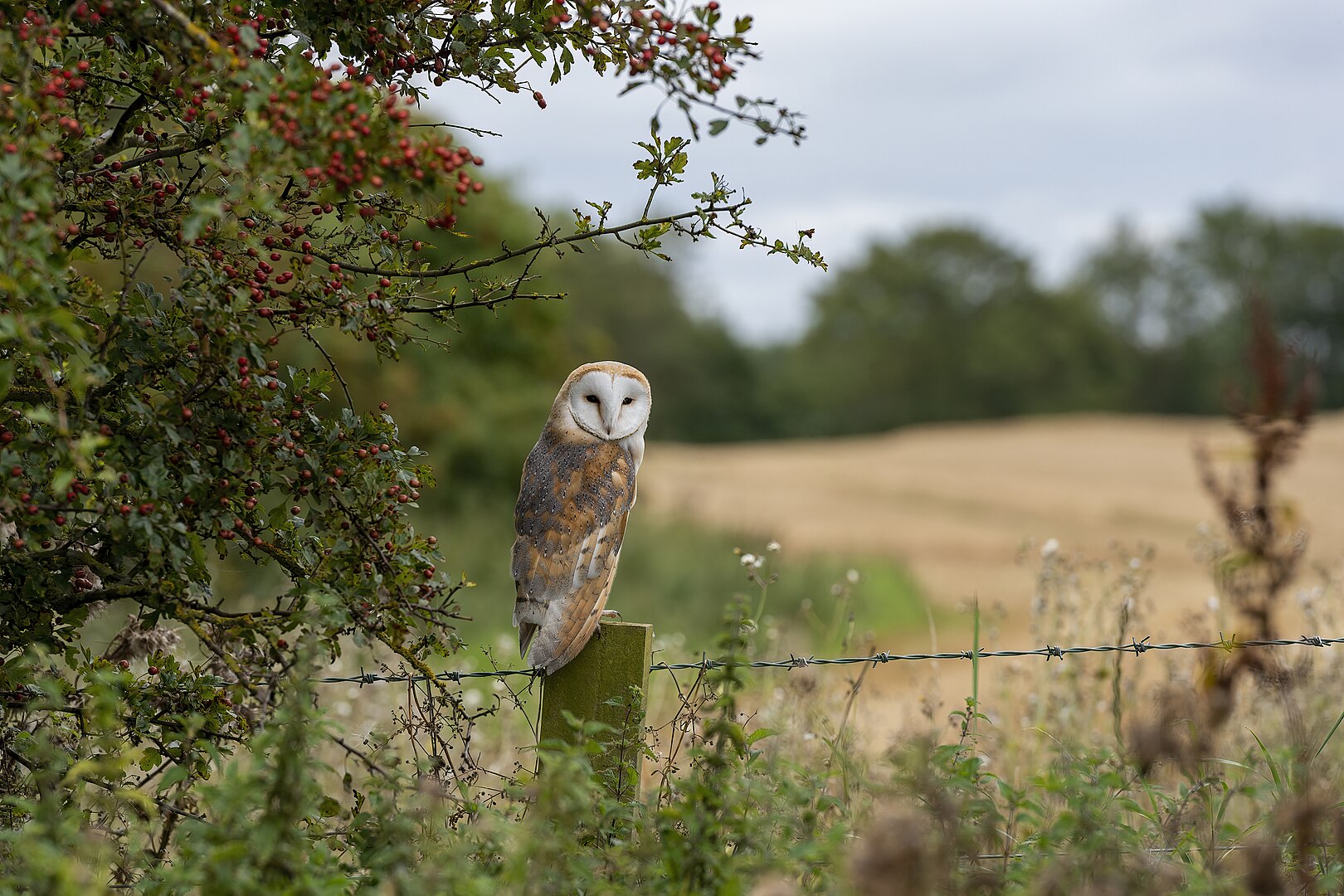 Lechuza Común (Tyto alba)