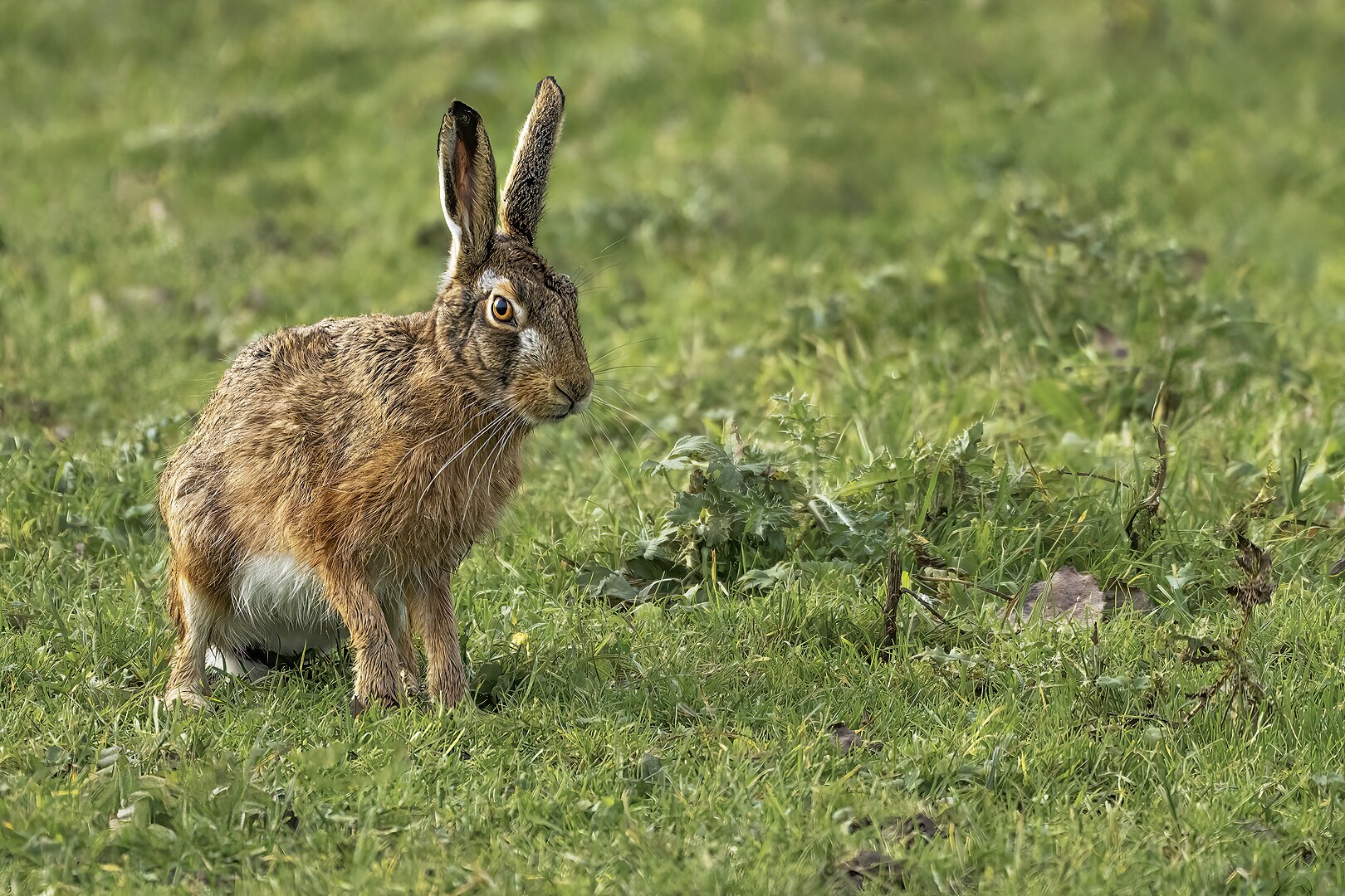 Liebre Europea (Lepus europaeus)