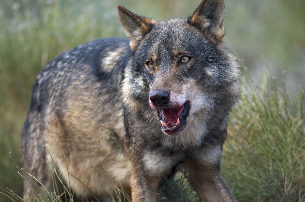 Lobo (Canis lupus)