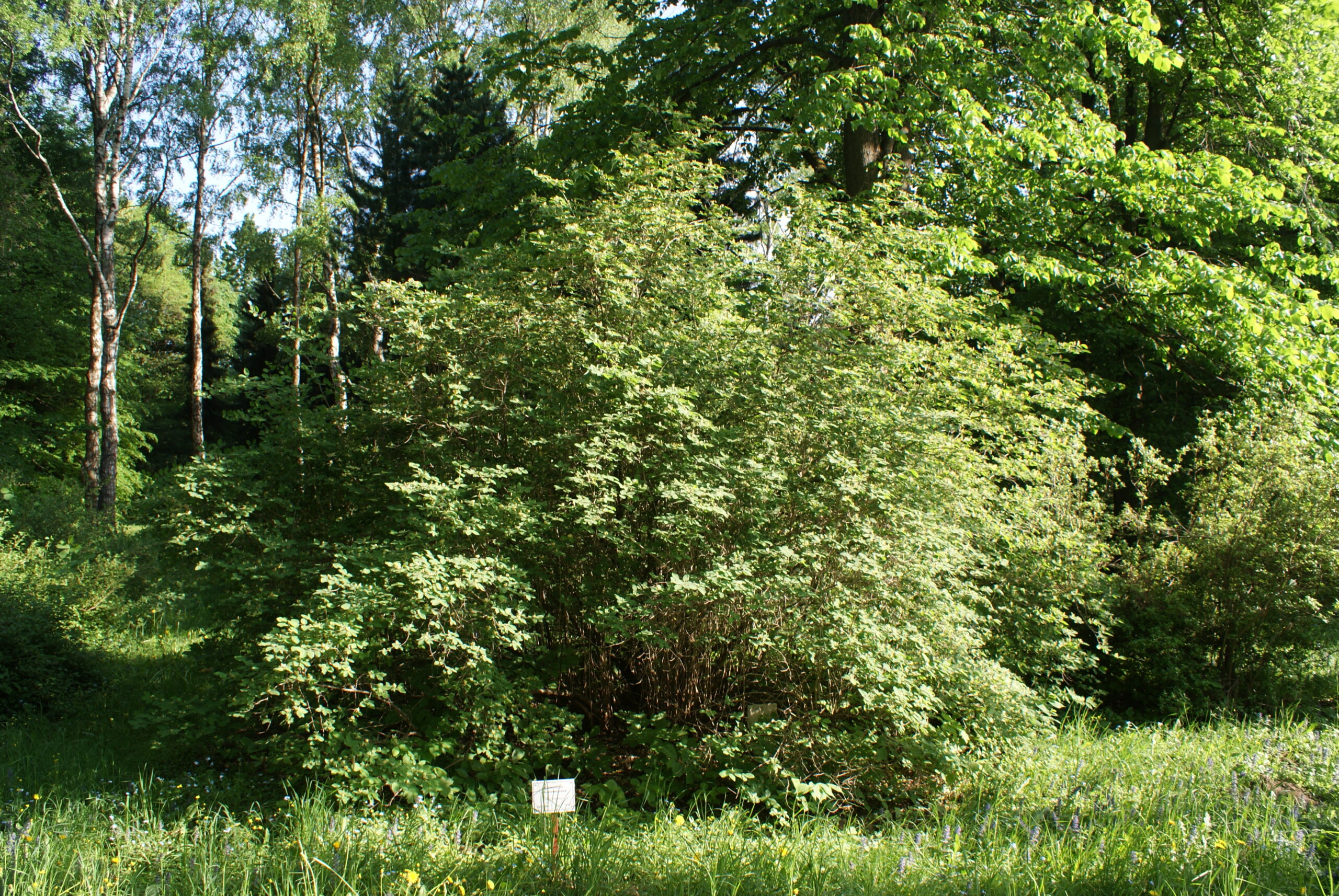 Lonicera xylosteum