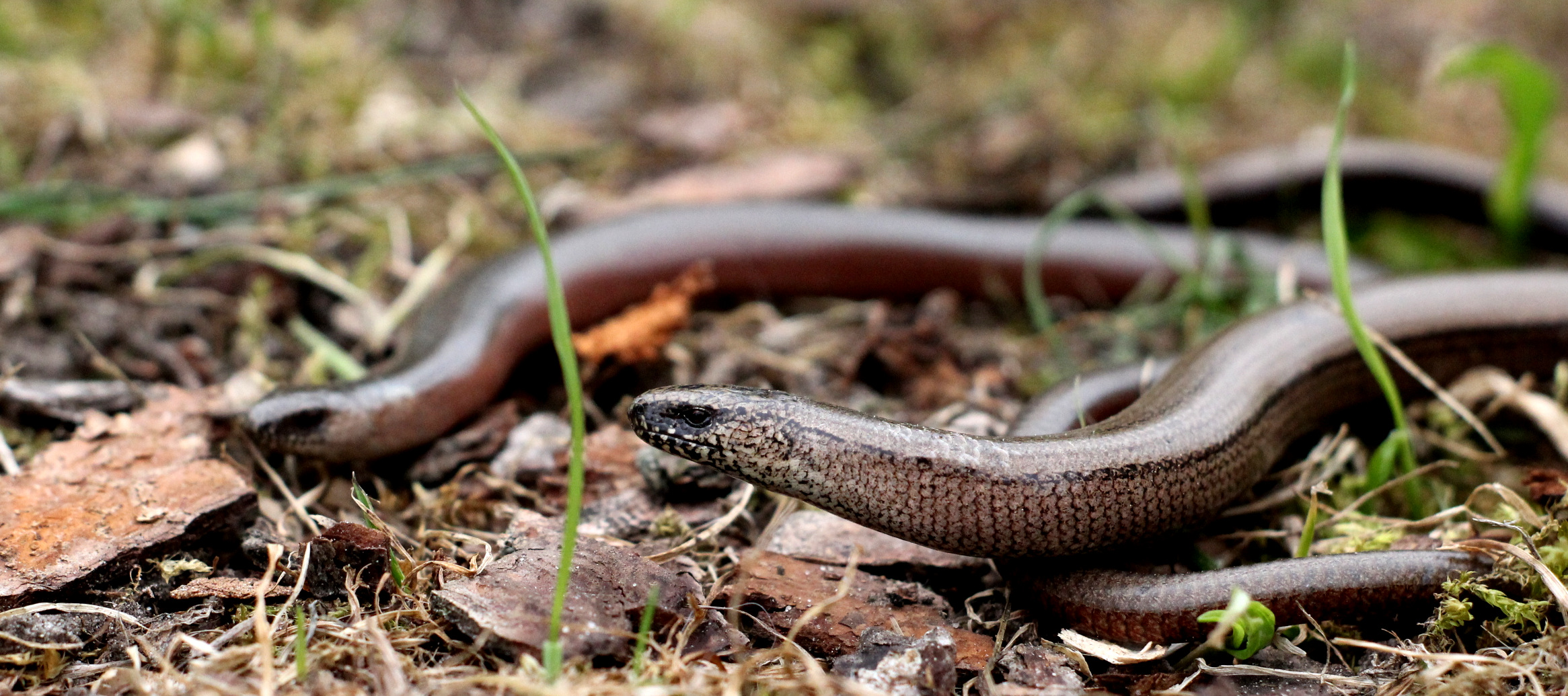 Lución (Anguis fragilis)