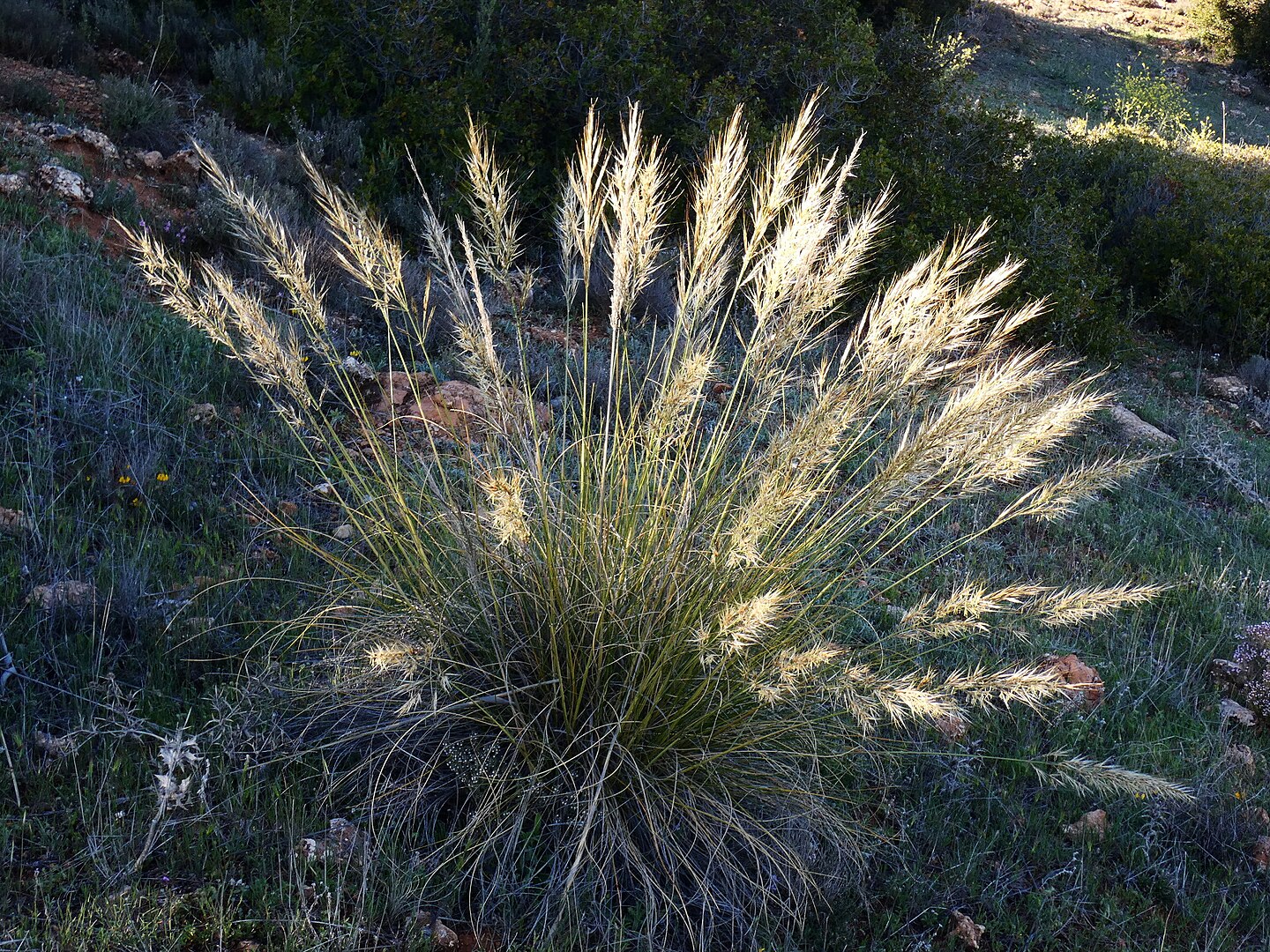 Macrochloa tenacissima