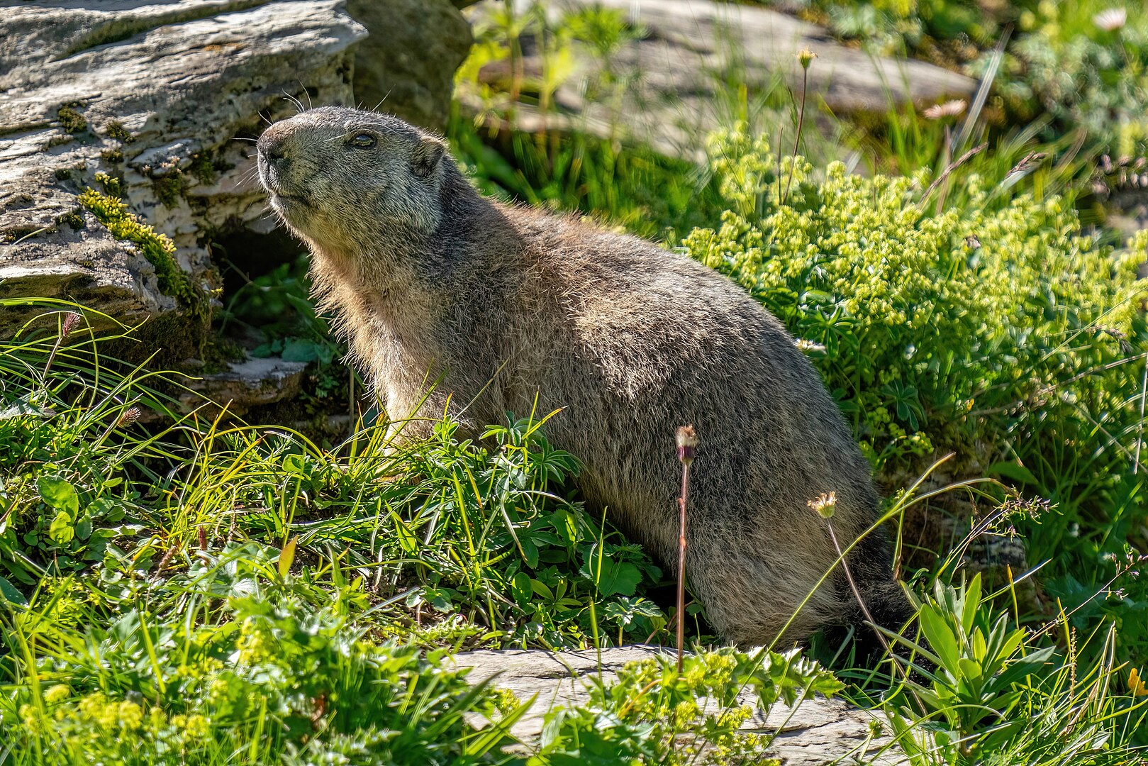 Marmota Alpina (Marmota marmota)