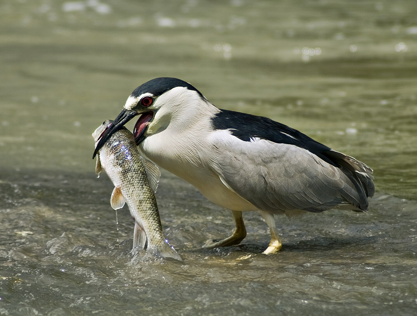 Martinete Común (Nycticorax nycticorax)