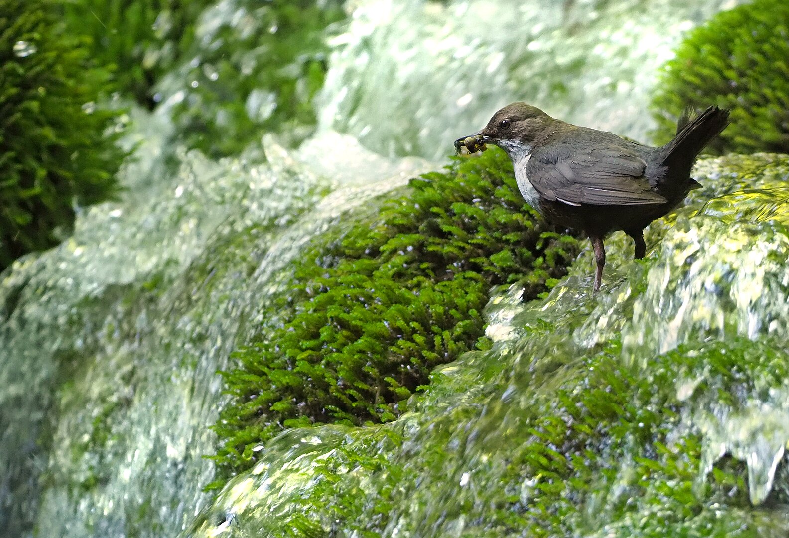 Mirlo Acuático (Cinclus cinclus)