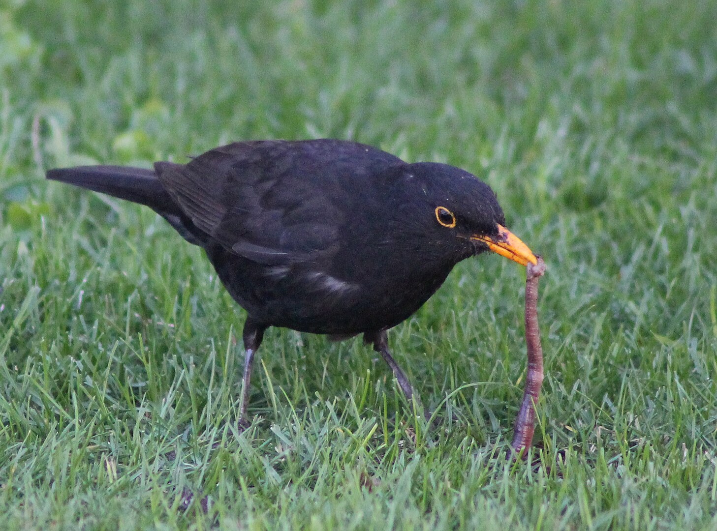 Mirlo Común (Turdus merula)