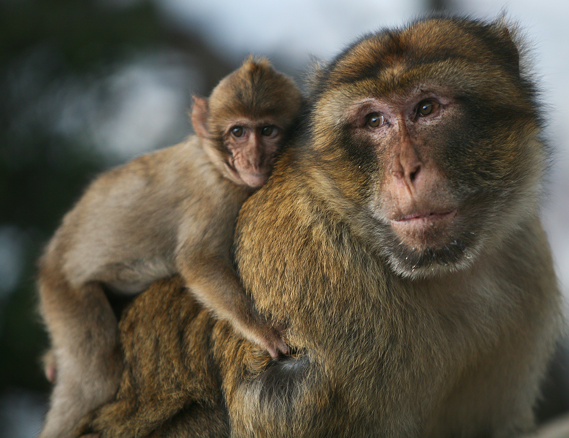 Mono de Gibraltar (Macaca sylvanus)