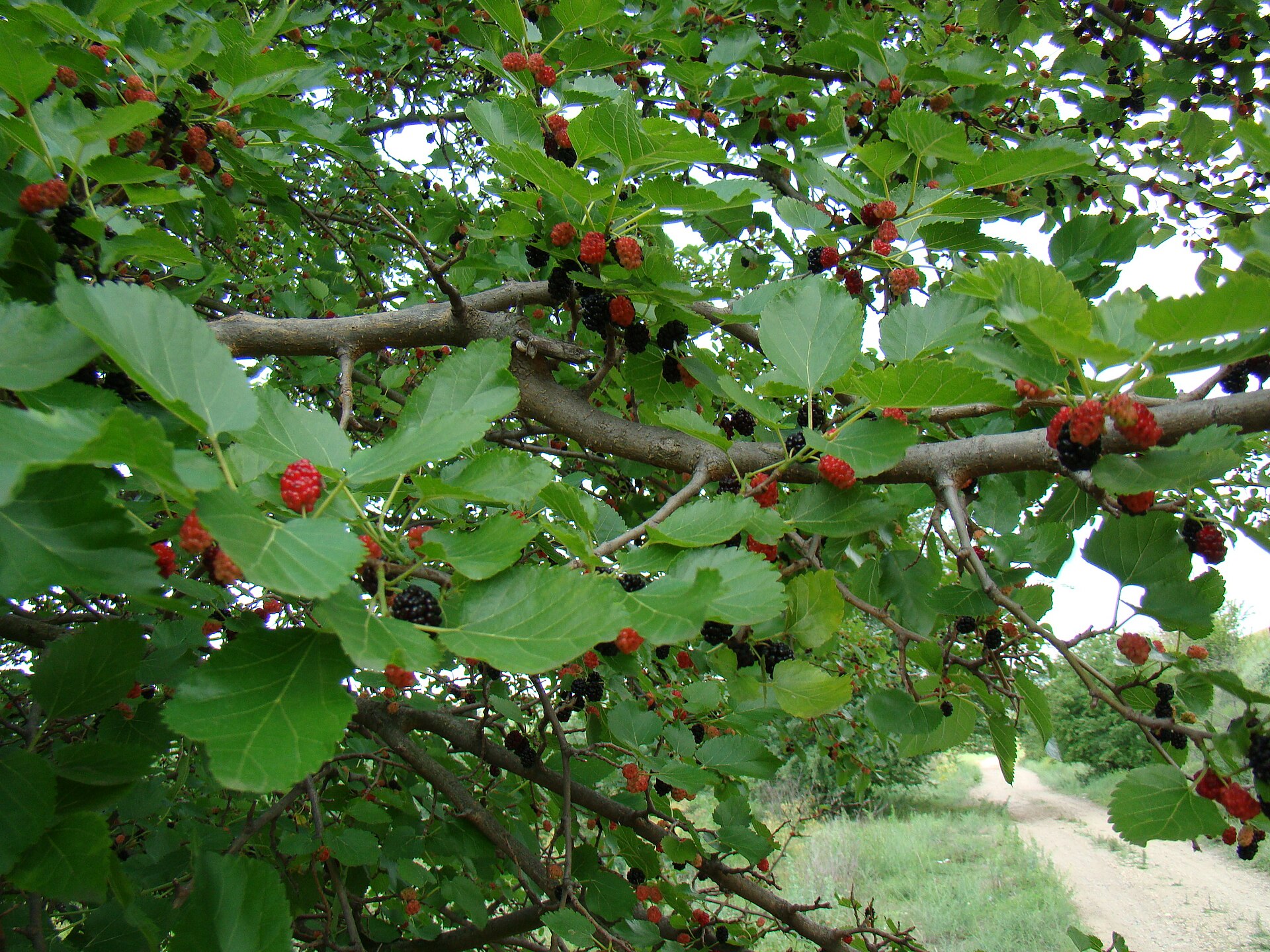 Morus alba