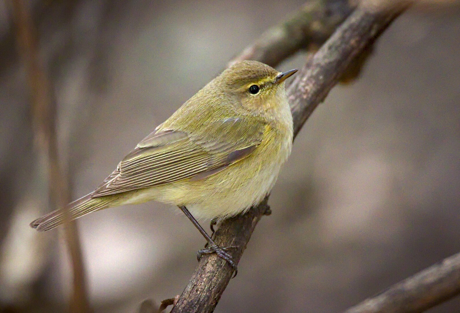 Mosquitero Común (Phylloscopus collybita)