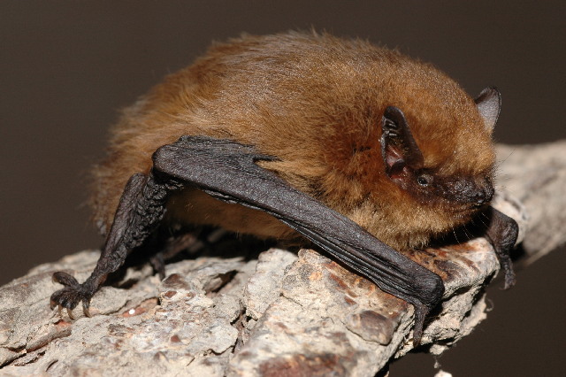 Murciélago de Cabrera (Pipistrellus pygmaeus)