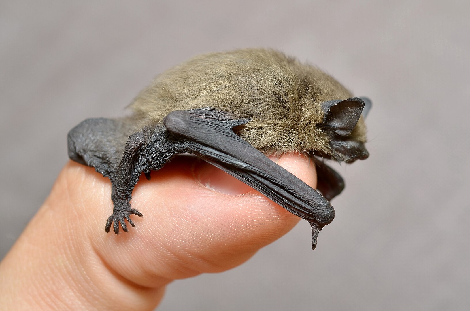 Murciélago Enano (Pipistrellus pipistrellus)