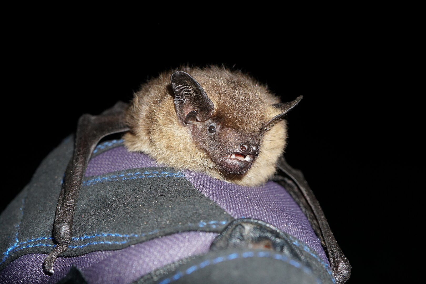 Murciélago Hortelano (Eptesicus serotinus)