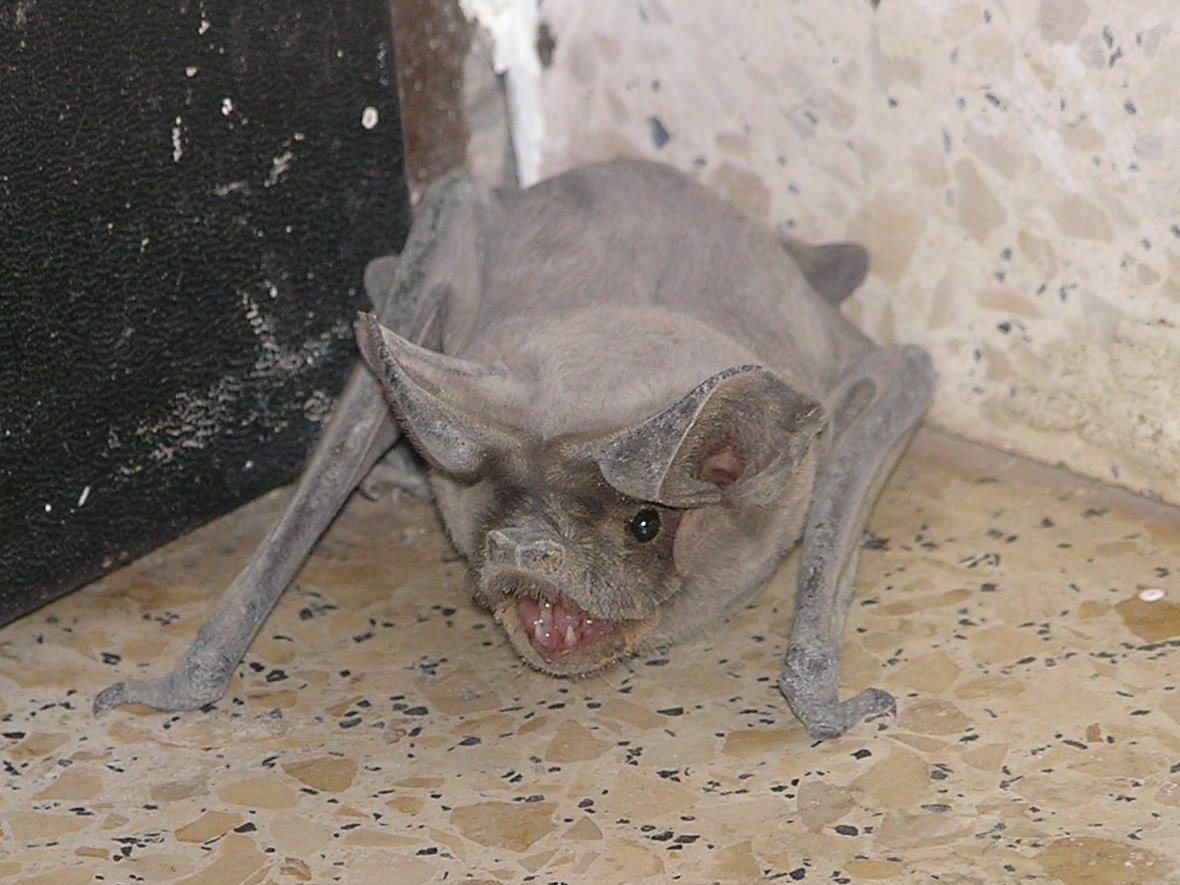 Murciélago Rabudo (Tadarida teniotis)