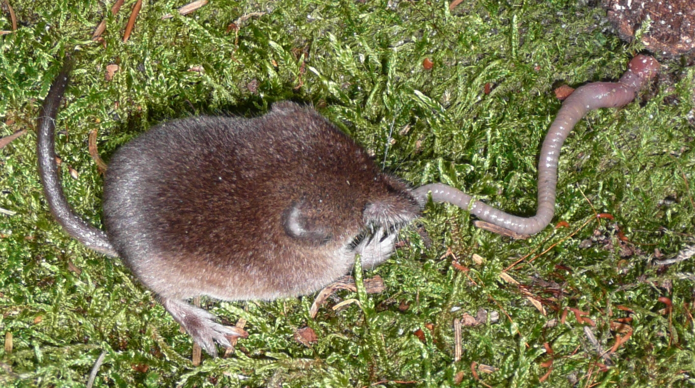Musaraña Bicolor (Sorex araneus)