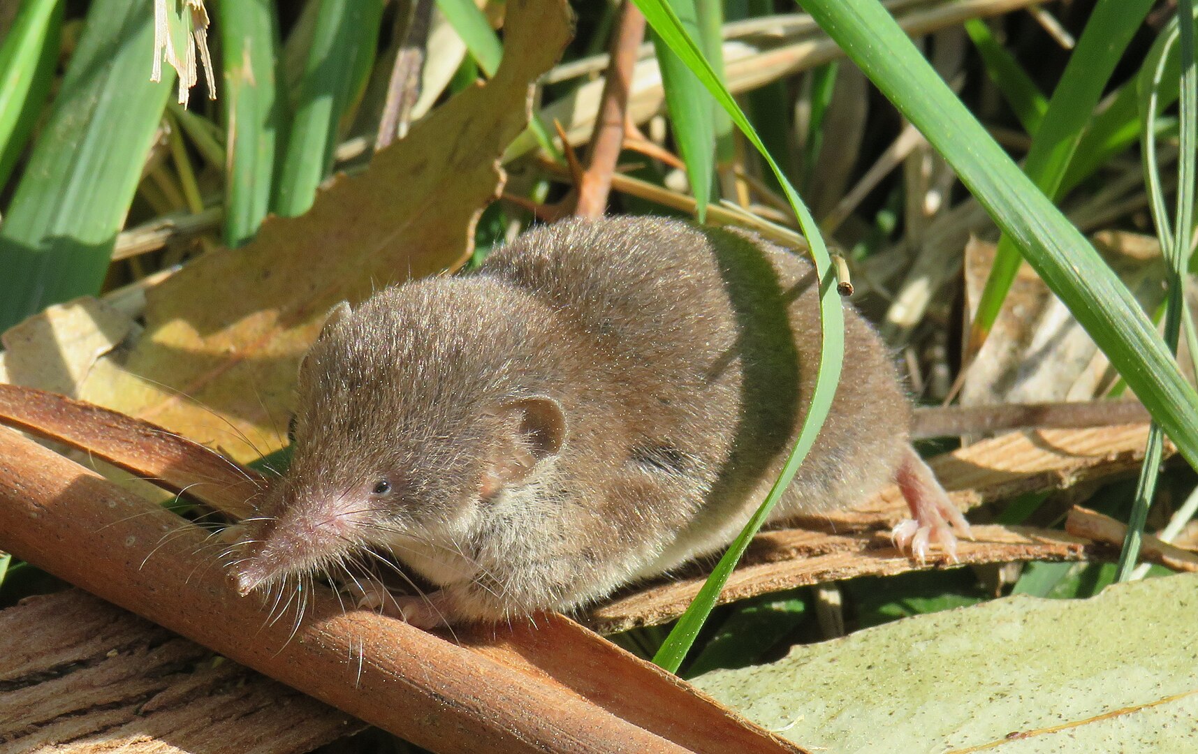 Musaraña Gris (Crocidura russula)