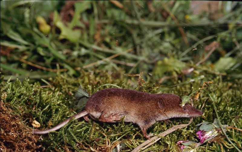 Musaraña Tricolor (Sorex coronatus)
