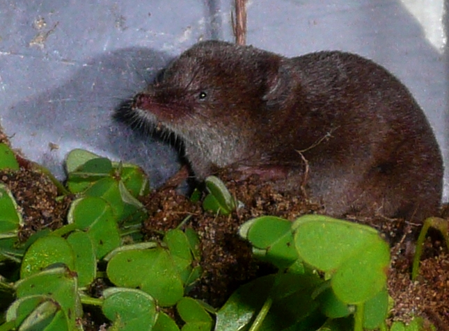 Musaraña Ibérica (Sorex granarius)