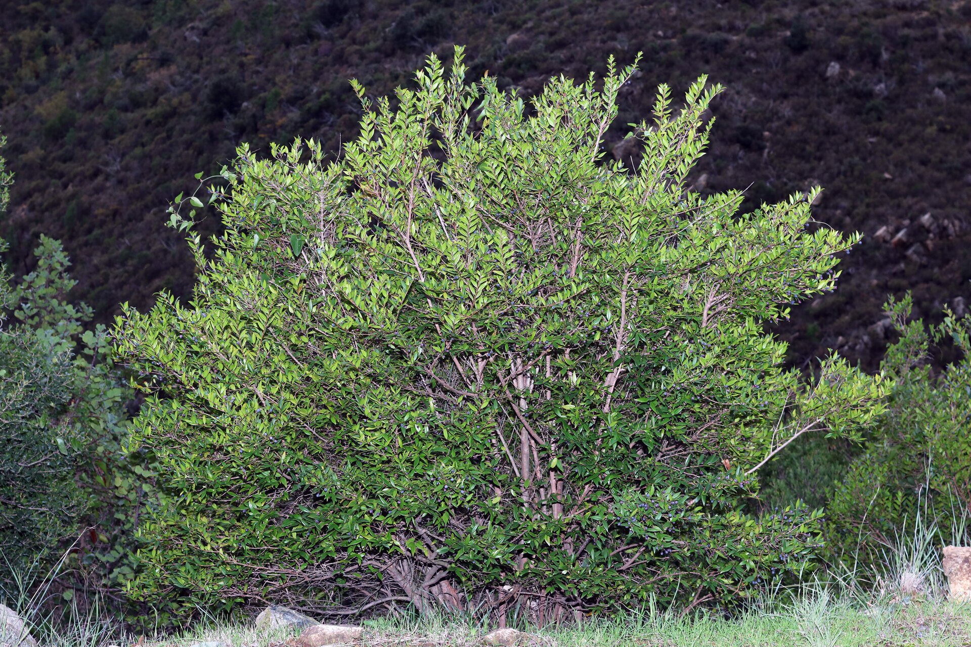 Myrtus communis