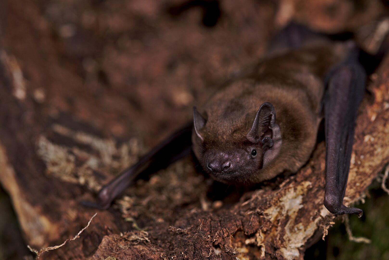 Nóctulo Mediano (Nyctalus noctula)