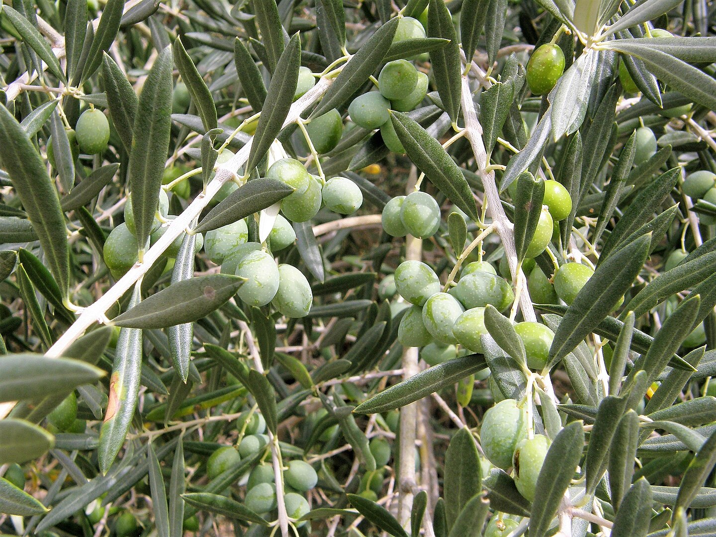 Olea europaea