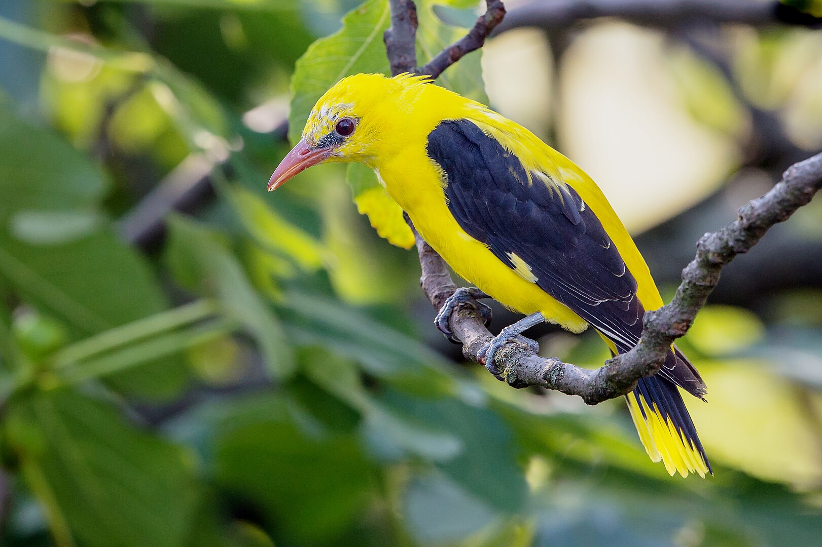 Oropéndola (Oriolus oriolus)