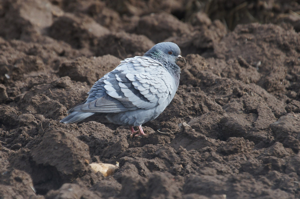 Paloma Bravía (Columba livia)