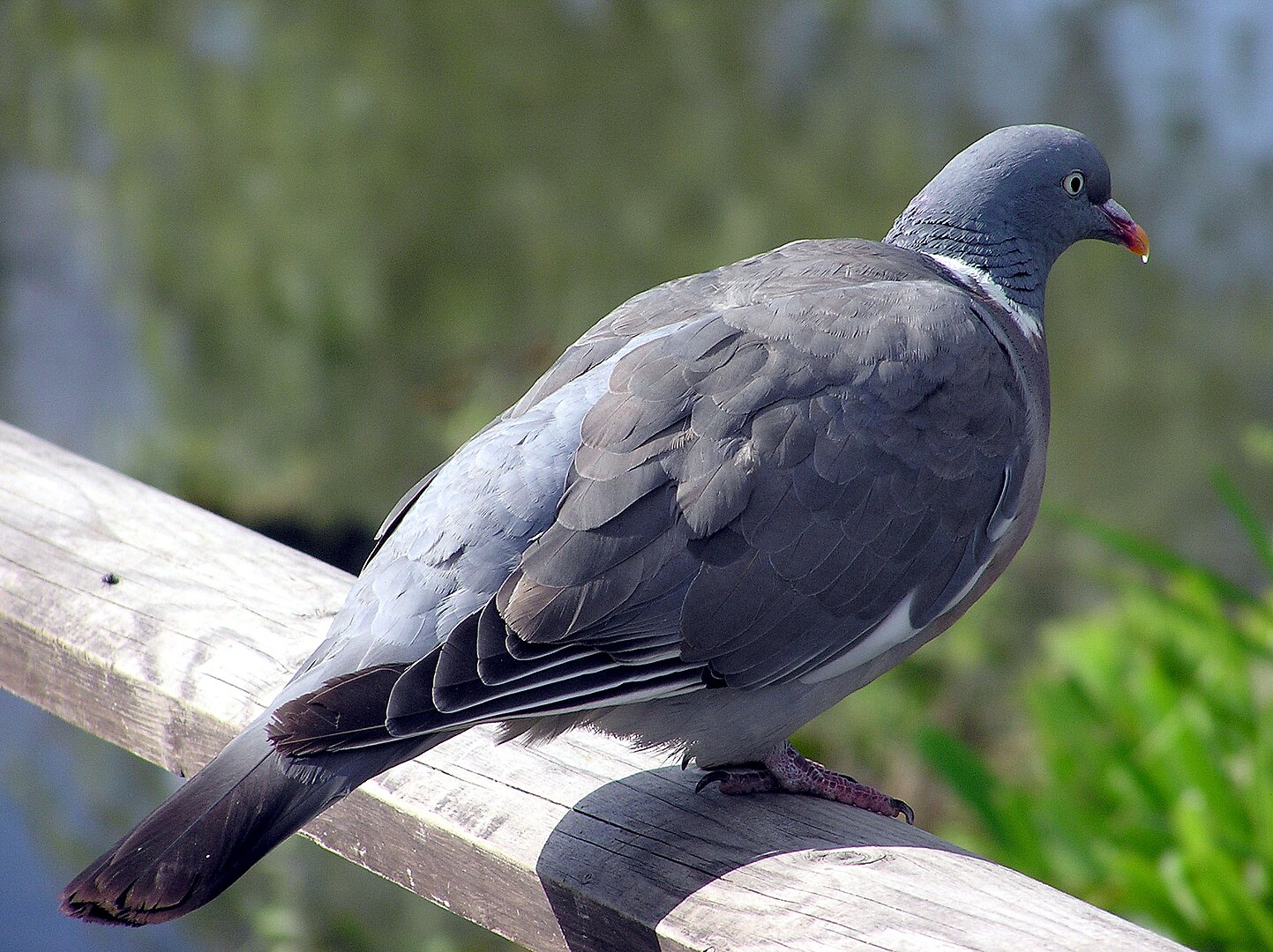 Paloma Torcaz (Columba palumbus)