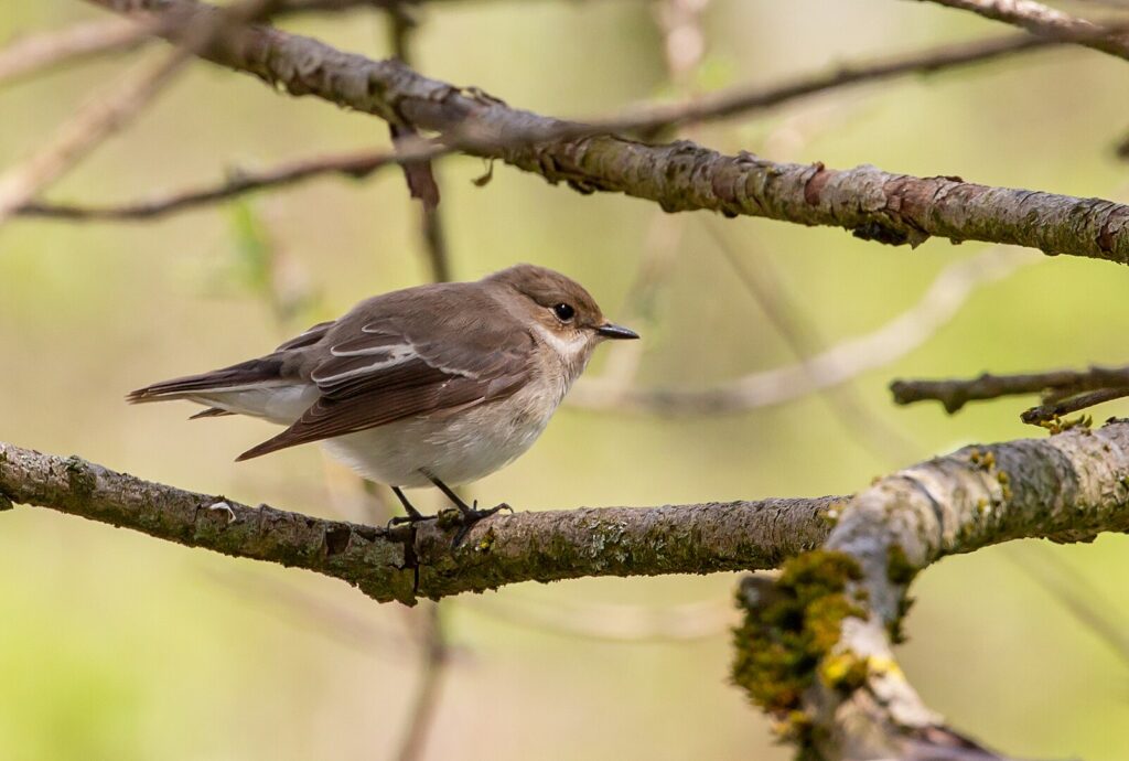 Papamoscas Cerrojillo (Ficedula hypoleuca) | Fauna | Meteosierra