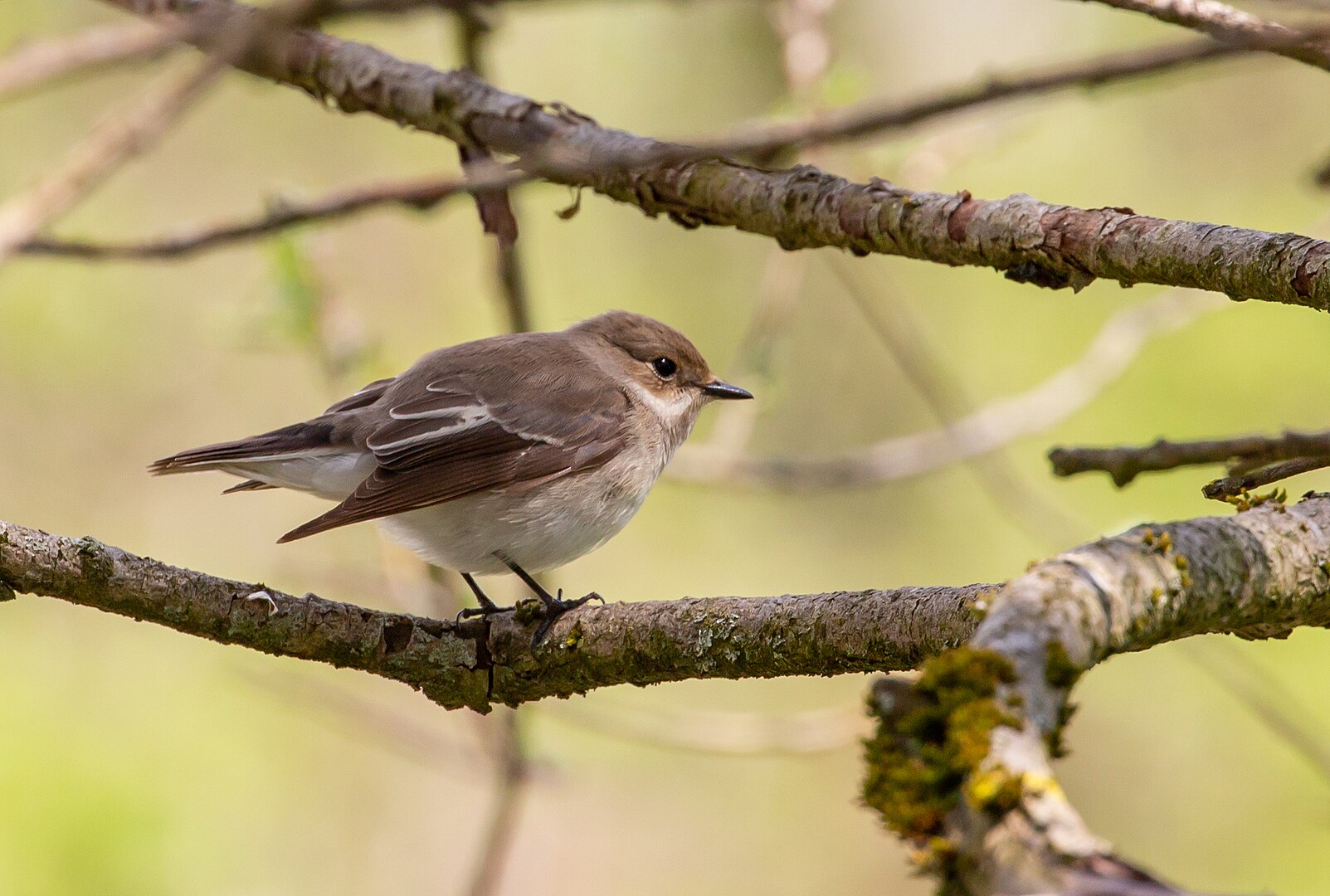 Papamoscas Cerrojillo (Ficedula hypoleuca)