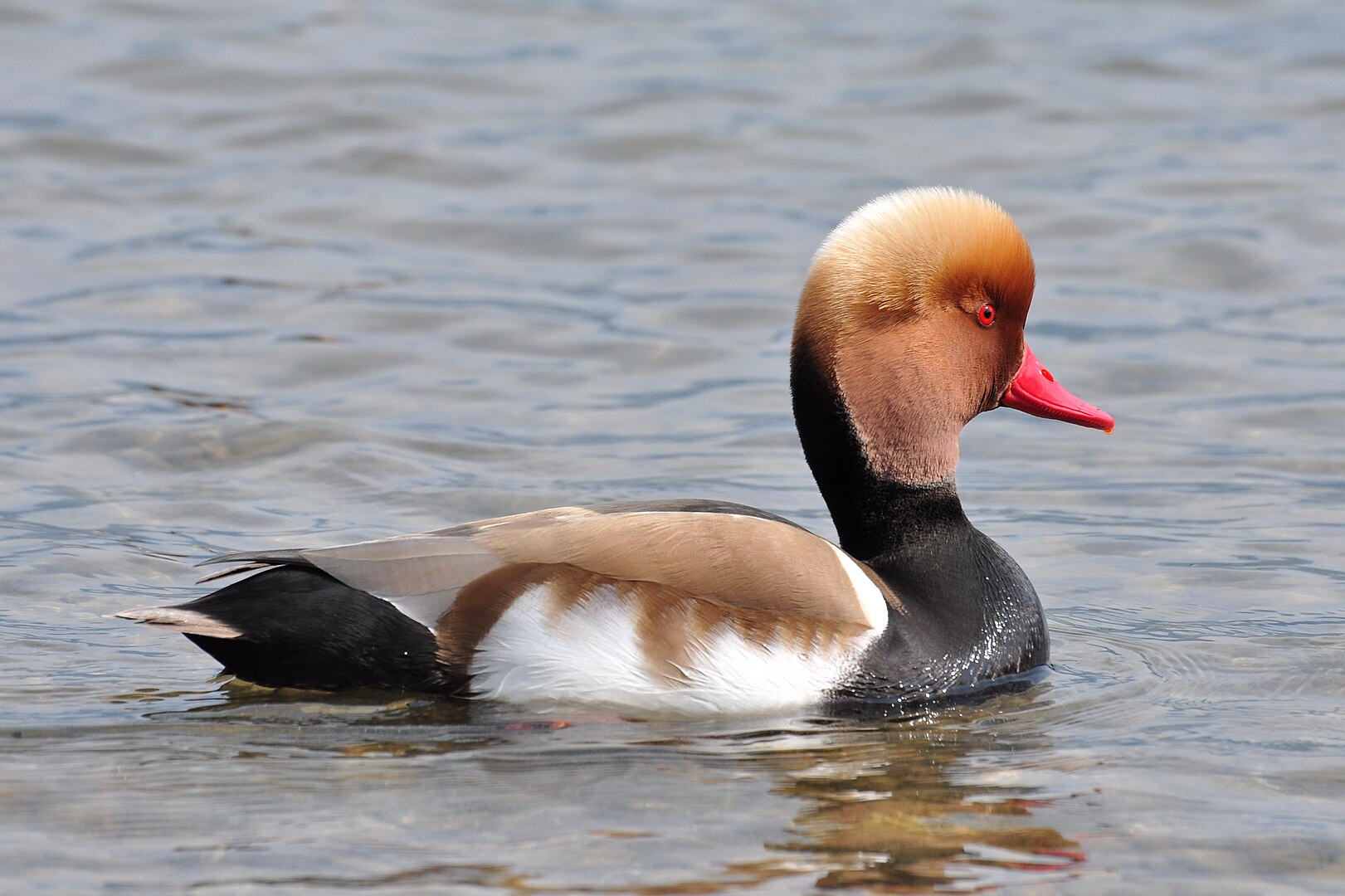 Pato Colorado (Netta rufina)
