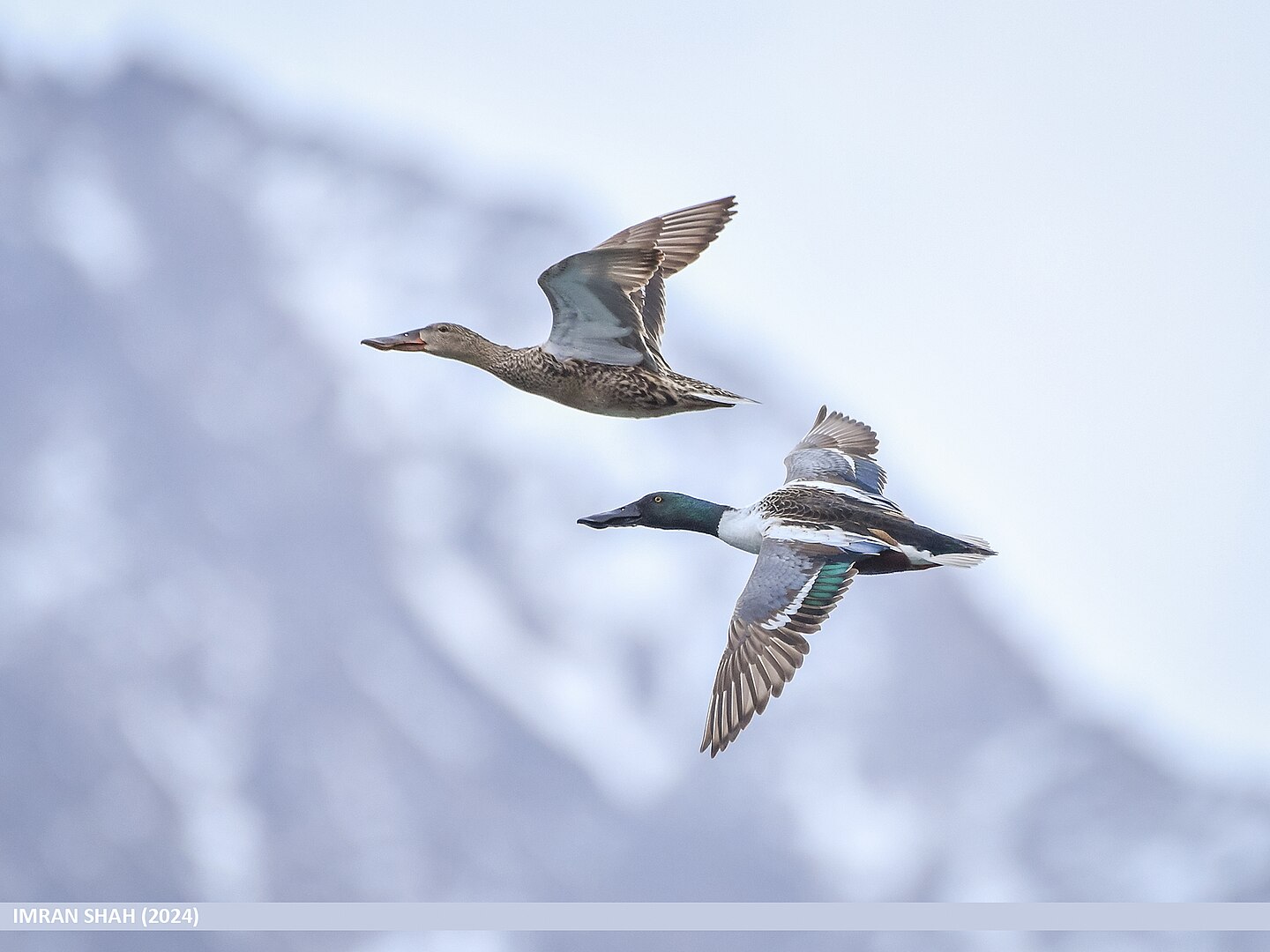 Pato Cuchara (Spatula clyepata)