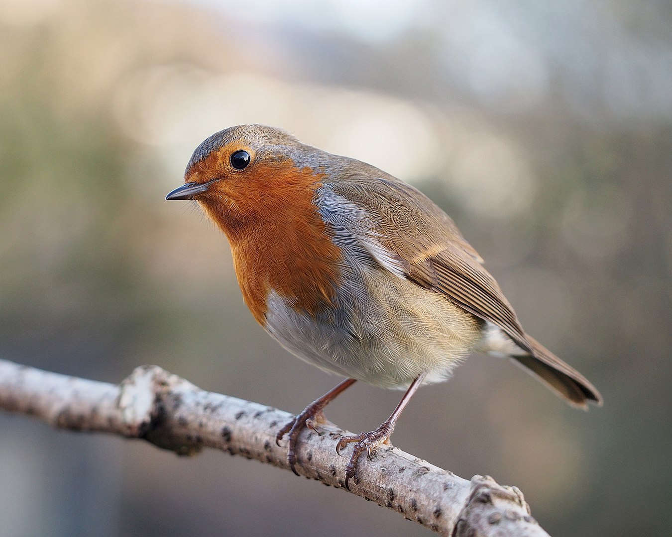 Petirrojo (Erithacus rubecula)