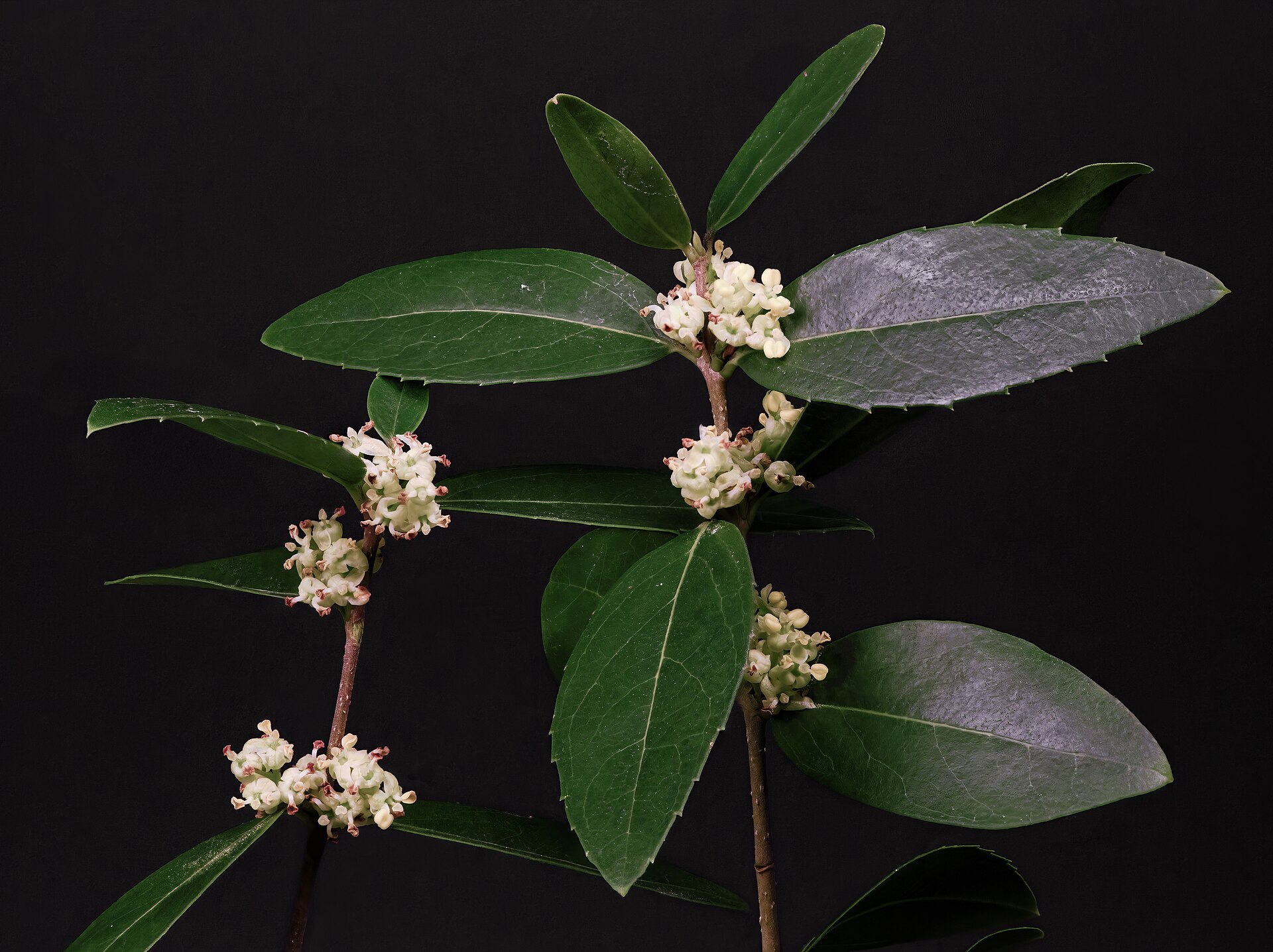 Phillyrea latifolia